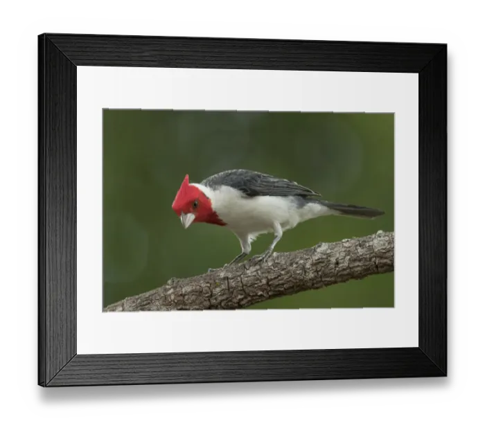 Framed Print : South America, Brazil, Pantanal. Red-crested cardinal on tree Framed Print : South America, Brazil, Pantanal. Red-crested cardinal on tree