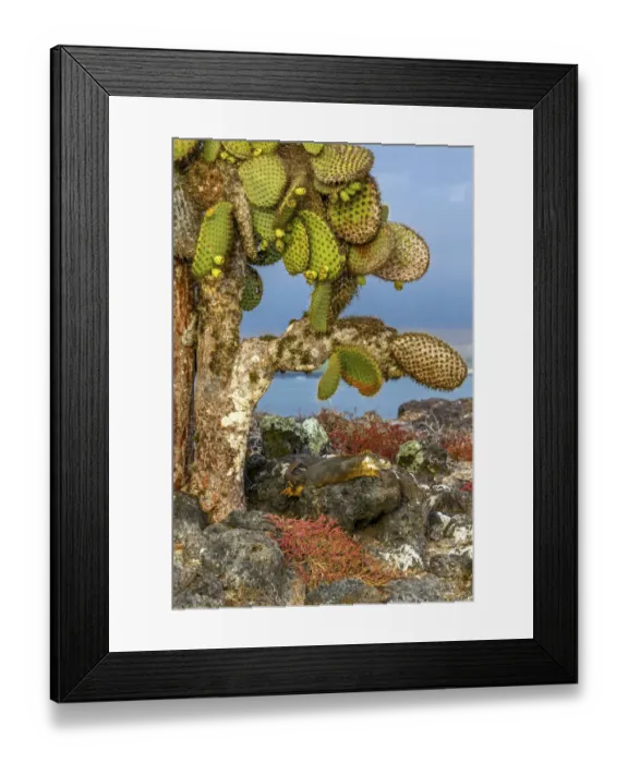 Framed Print : Galapagos Islands, Ecuador, Galapagos land iguana (Conolophus subcristatus)