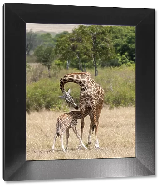 Kenya, Giraffe, mother, baby feeding