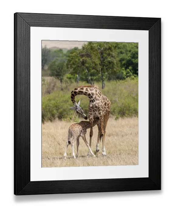 Framed Print : Kenya, Giraffe, mother, baby feeding Framed Print : Kenya, Giraffe, mother, baby feeding