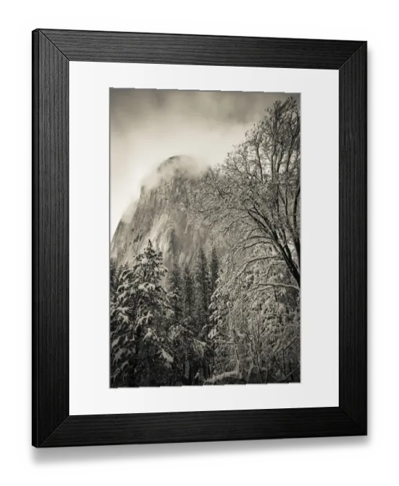 Framed Print : El Capitan and black oak in winter, Yosemite National Park, California USA Framed Print : El Capitan and black oak in winter, Yosemite National Park, California USA