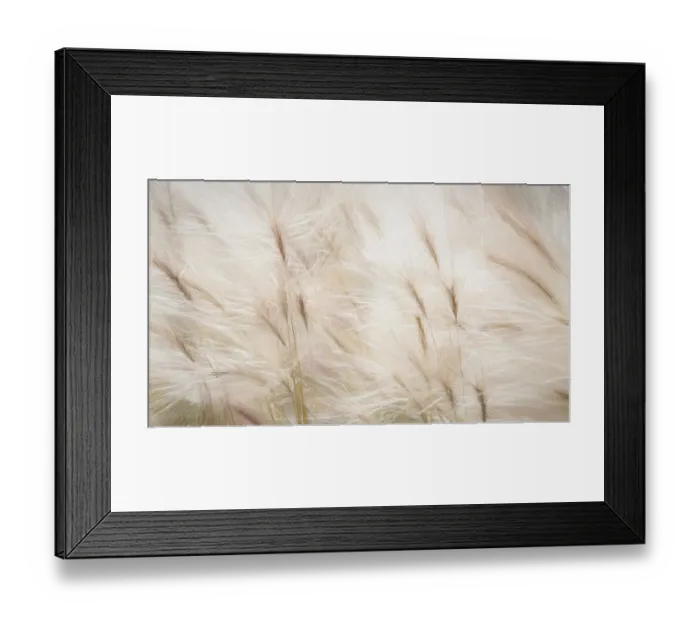Framed Print : USA, Alaska, Arctic. Abstract of foxtail barley Framed Print : USA, Alaska, Arctic. Abstract of foxtail barley