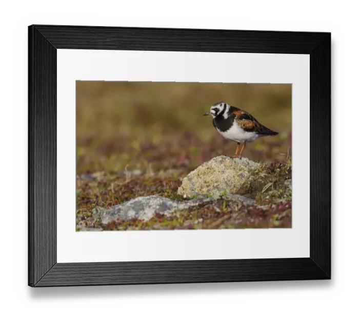 Framed Print : Ruddy Turnstone; Arctic Tundra Framed Print : Ruddy Turnstone; Arctic Tundra