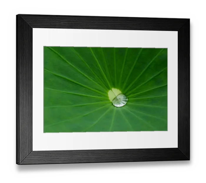 Framed Print : Lotus leaf, Fujian Province, China Framed Print : Lotus leaf, Fujian Province, China