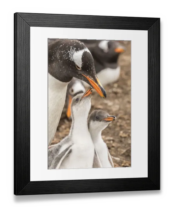 Framed Print : Falkland Islands, Sea Lion Island. Gentoo penguin with chicks Framed Print : Falkland Islands, Sea Lion Island. Gentoo penguin with chicks