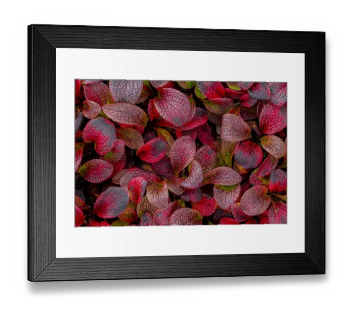 Framed Print : USA, Alaska. Alpine bearberry leaves close-up Framed Print : USA, Alaska. Alpine bearberry leaves close-up