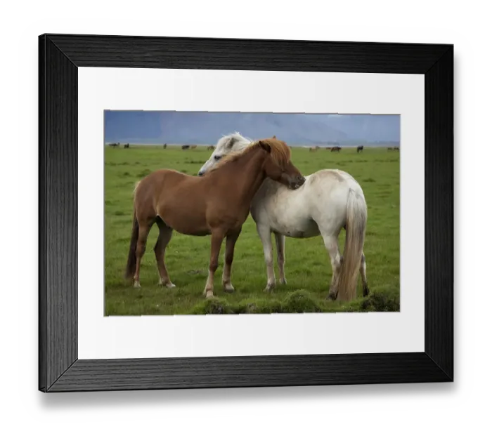 Framed Print : Europe, Iceland, Icelandic Horses