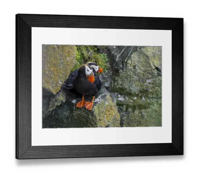 Framed Print : Alaska, Pribilof Islands, Saint Paul (57-07-75N 170-18-07W) Tufted puffin aka crested puffins (Wild