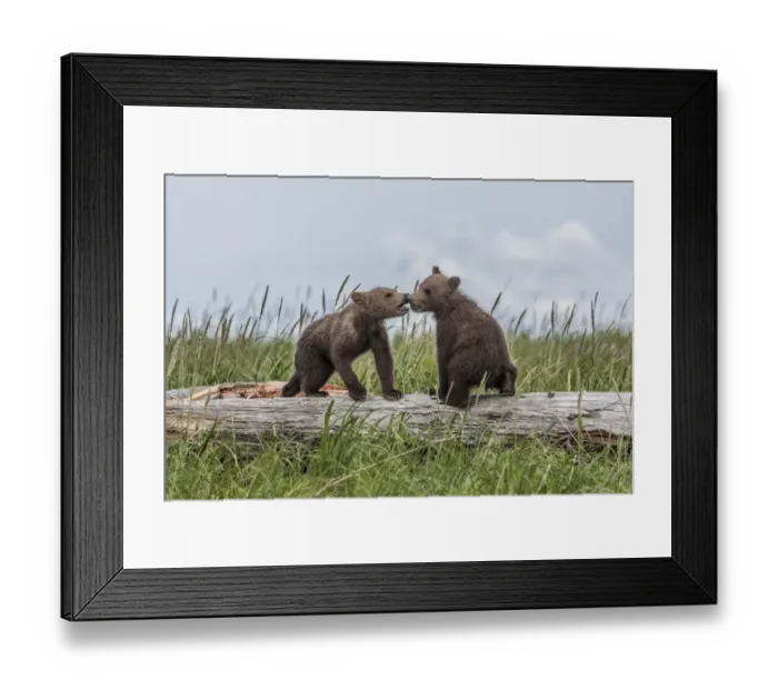 Framed Print : North America, USA, Alaska, Katmai National Park, Hallo Bay. Coastal Brown Bear, Grizzly