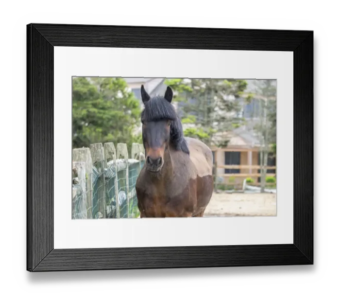 Framed Print : Horse, Madaket, Nantucket, Massachusetts, USA