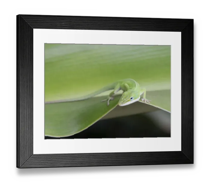 Framed Print : USA, Hawaii, Oahu, Waimea Botanical Garden, Green Anole (Anolis Carolinensis)