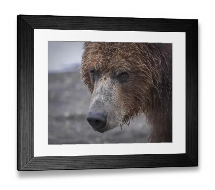 Framed Print : North America, USA, Alaska, Katmai National Park, Hallo Bay. Coastal Brown Bear, Grizzly Framed Print : North America, USA, Alaska, Katmai National Park, Hallo Bay. Coastal Brown Bear, Grizzly