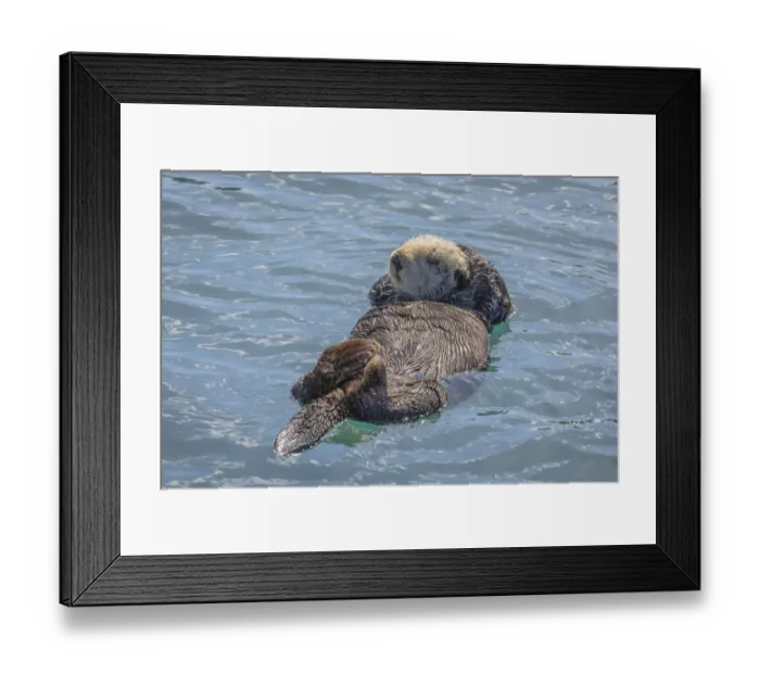 Framed Print : USA, California, Morro Bay State Park. Sea Otter mother resting on water. Credit as Framed Print : USA, California, Morro Bay State Park. Sea Otter mother resting on water. Credit as