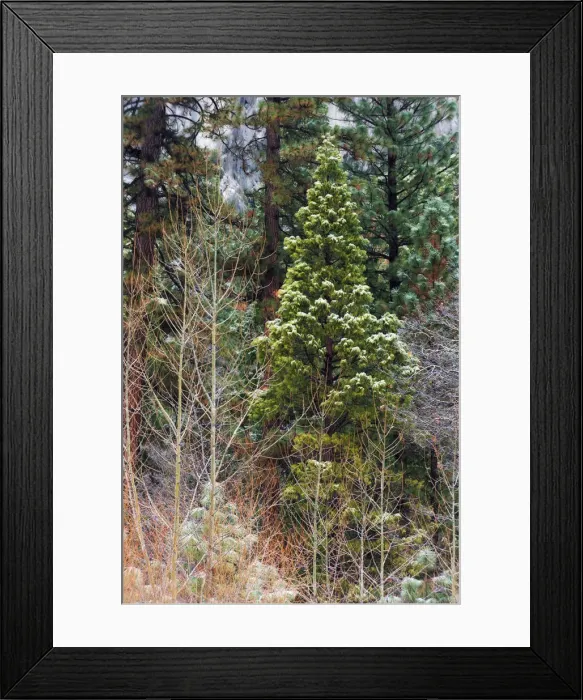 Framed Print : Mixed forest in winter, Yosemite Valley, Yosemite National Park, California USA Framed Print : Mixed forest in winter, Yosemite Valley, Yosemite National Park, California USA