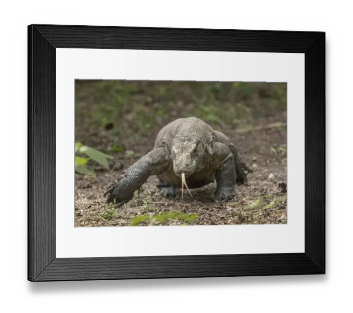 Framed Print : Indonesia, Komodo Dragon National Park. Close-up of Komodo dragon Framed Print : Indonesia, Komodo Dragon National Park. Close-up of Komodo dragon