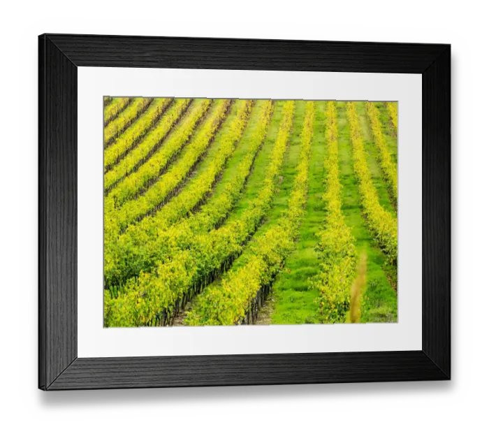 Framed Print : Europe; Italy; Tuscsany; Autumn Vineyards in Southern Tuscany Framed Print : Europe; Italy; Tuscsany; Autumn Vineyards in Southern Tuscany
