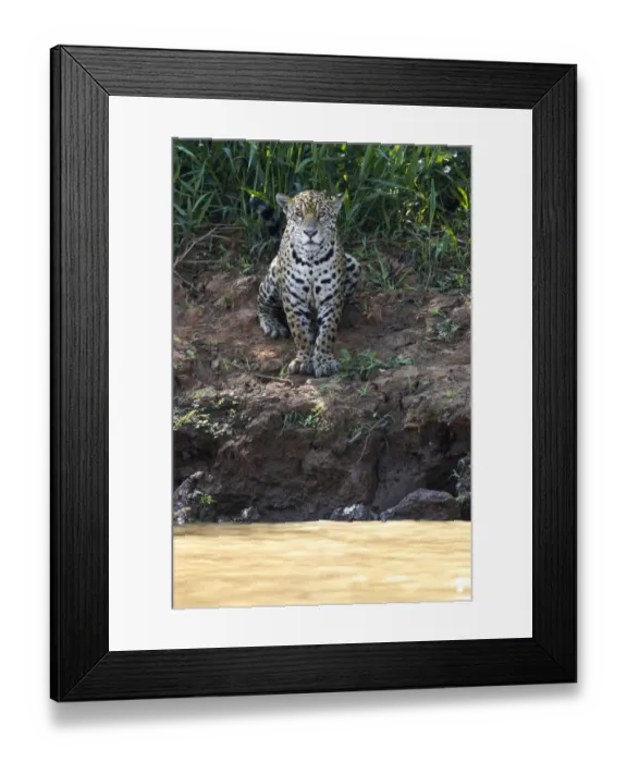 Framed Print : South America, Brazil, The Pantanal, Rio Cuiaba, jaguar, Panthera onca