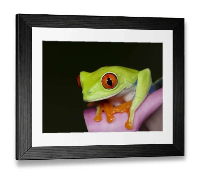 Framed Print : Red-eyed tree frog, Agalychnis callidryas, captive, controlled conditions Framed Print : Red-eyed tree frog, Agalychnis callidryas, captive, controlled conditions