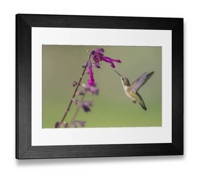 Framed Print : 01162-15106 Ruby-throated Hummingbird (Archilochus colubris) at Salvia Love