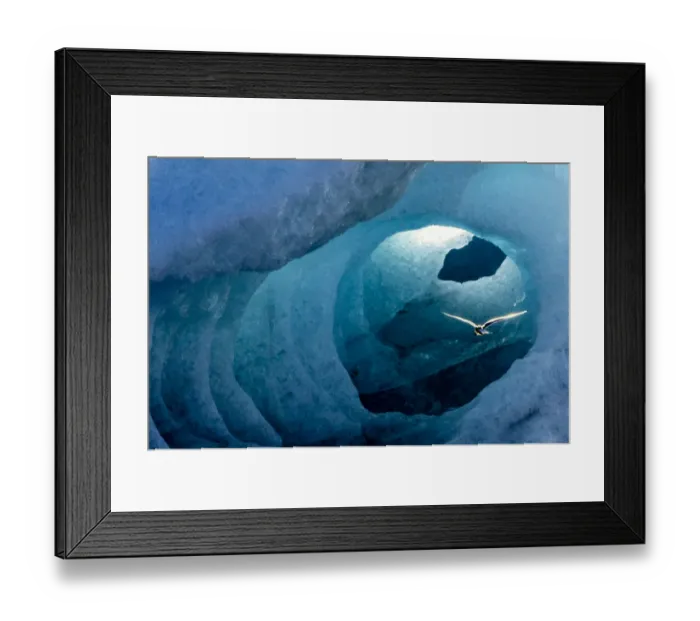 Framed Print : Artctic tern in an Ice Tunnel, Iceland Framed Print : Artctic tern in an Ice Tunnel, Iceland