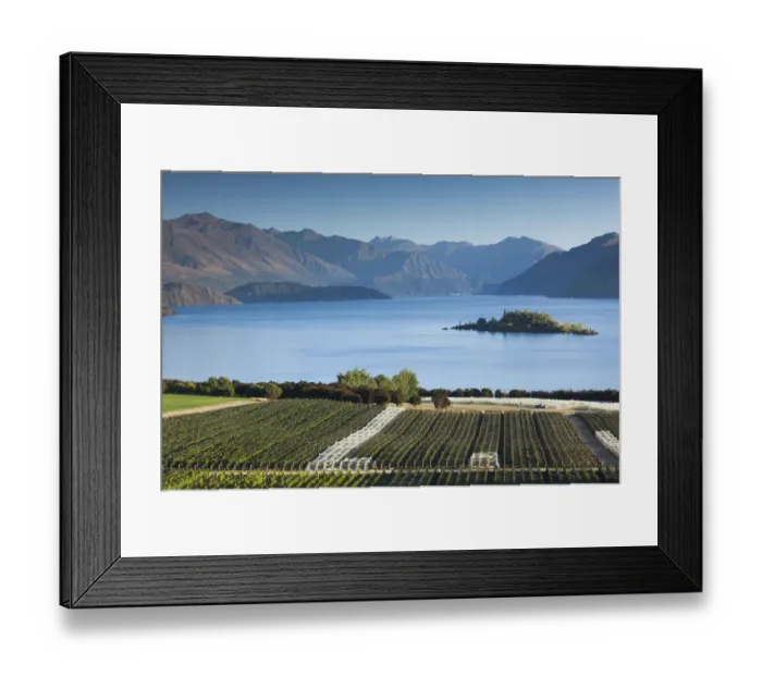 Framed Print : New Zealand, South Island, Otago, Wanaka, vineyard on Lake Wanaka Framed Print : New Zealand, South Island, Otago, Wanaka, vineyard on Lake Wanaka