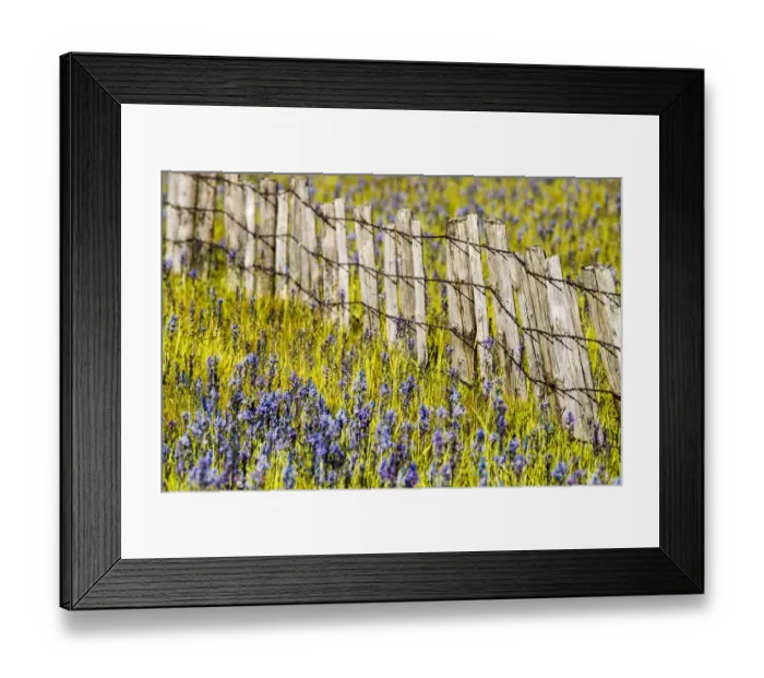 Framed Print : North America; USA; Idaho; Fairfield; Camas Prairie; Creek and fenceline in the Camas Framed Print : North America; USA; Idaho; Fairfield; Camas Prairie; Creek and fenceline in the Camas