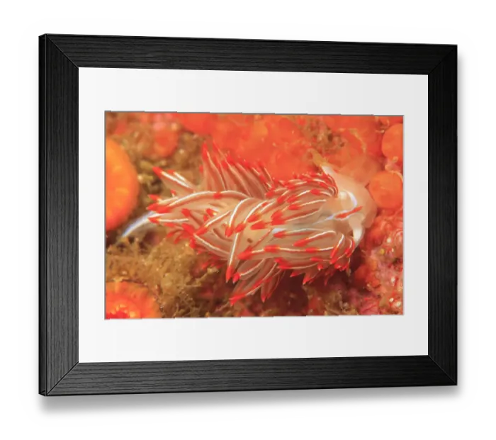 Framed Print : Opalescent Nudibranch (Hermissenda crassicornis), Saint Lazerius Island near Sitka, S Framed Print : Opalescent Nudibranch (Hermissenda crassicornis), Saint Lazerius Island near Sitka, S