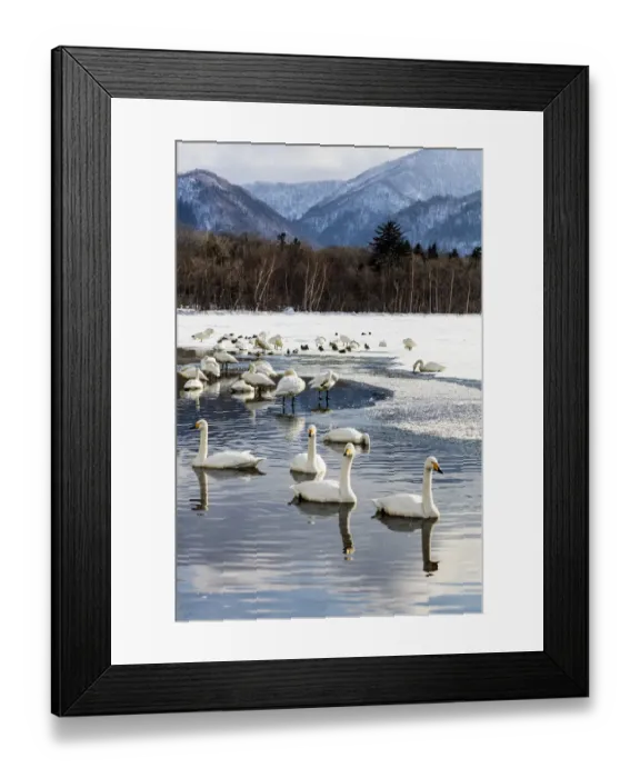 Framed Print : Asia, Japan, Hokkaido, Lake Kussharo, Whooper Swans Swimming in the Lake Framed Print : Asia, Japan, Hokkaido, Lake Kussharo, Whooper Swans Swimming in the Lake