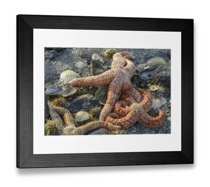 Framed Print : USA, Alaska. Orange mottled sea stars and green sea urchins on the beach at low tide