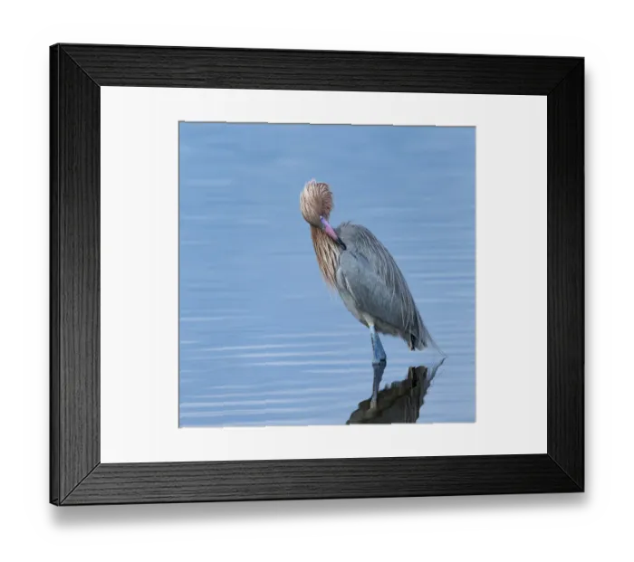 Framed Print : Reddish egret preening, Egretta rufescens, Merritt Island NWR, Florida, USA Framed Print : Reddish egret preening, Egretta rufescens, Merritt Island NWR, Florida, USA
