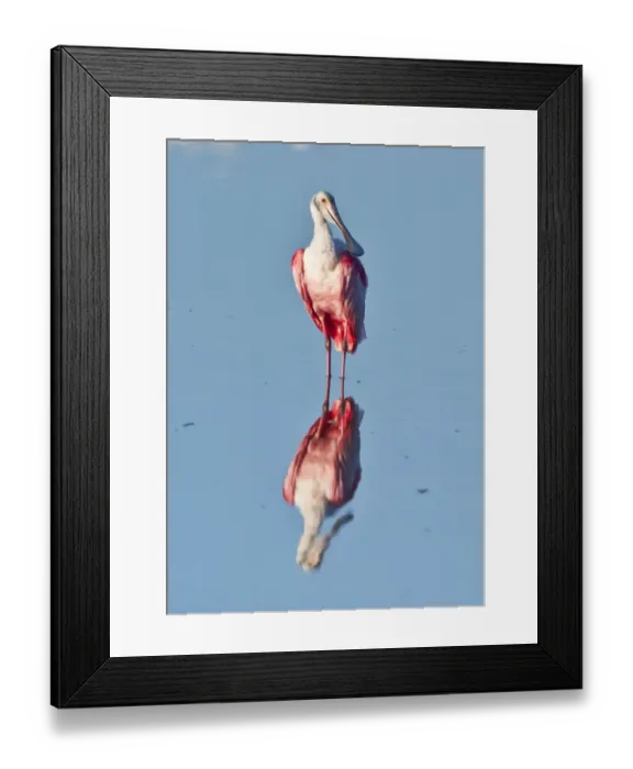 Framed Print : North America, USA, Florida, Sanibel Island, Ding Darling NWR, Roseate Spoonbill Framed Print : North America, USA, Florida, Sanibel Island, Ding Darling NWR, Roseate Spoonbill