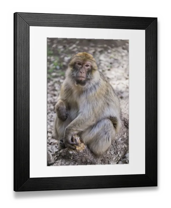 Framed Print : Africa, Morocco. An adult macaque monkey (rhesus macaque (Macaca mulatta)) sitting Framed Print : Africa, Morocco. An adult macaque monkey (rhesus macaque (Macaca mulatta)) sitting