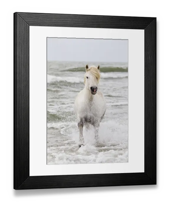 Framed Print : Europe, France, The Camargue, Saintes-Maries-de-la-Mer, Mediterrean Sea, Camargue horse