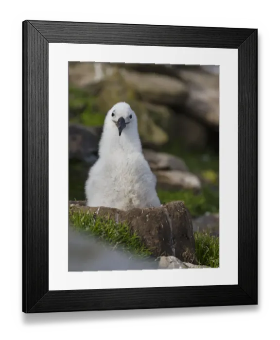Framed Print : Black-browed Albatross ( Thalassarche melanophris ) or Mollymawk, chick on tower shaped nest Framed Print : Black-browed Albatross ( Thalassarche melanophris ) or Mollymawk, chick on tower shaped nest