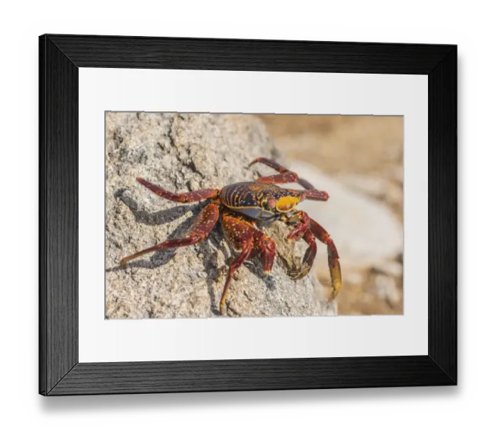 Framed Print : South America, Ecuador, Galapagos National Park. Close-up of Sally lightfoot crab Framed Print : South America, Ecuador, Galapagos National Park. Close-up of Sally lightfoot crab