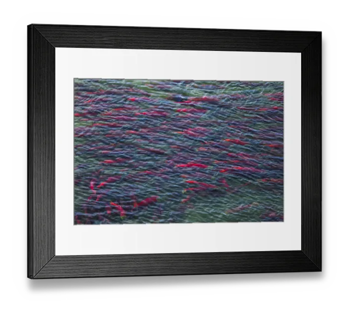 Framed Print : Sockeye salmon, Katmai National Park, Alaska, USA Framed Print : Sockeye salmon, Katmai National Park, Alaska, USA