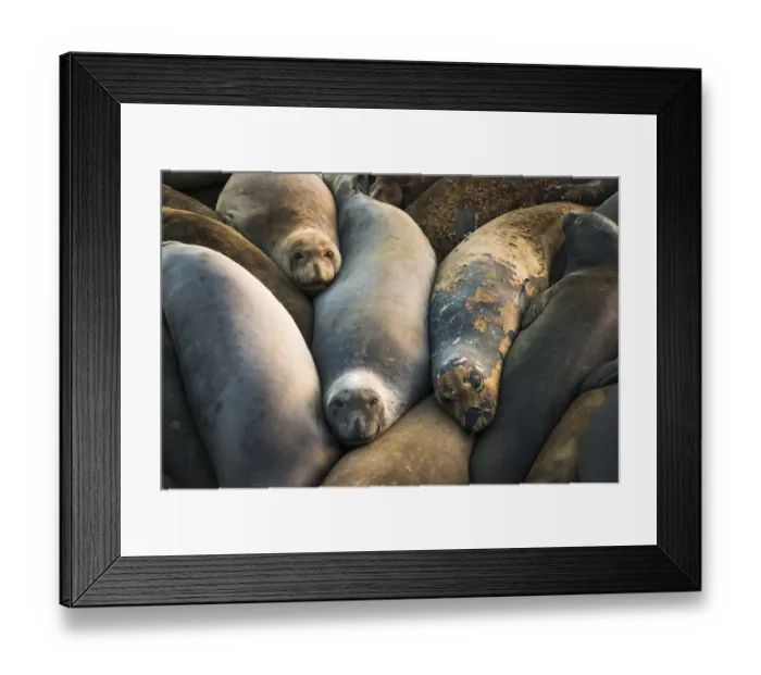 Framed Print : Northern elephant seals at Piedras Blancas elephant seal rookery, San Simeon, California