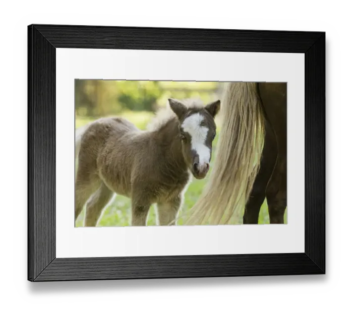 Framed Print : Miniature horse filly with mom (mare) Framed Print : Miniature horse filly with mom (mare)