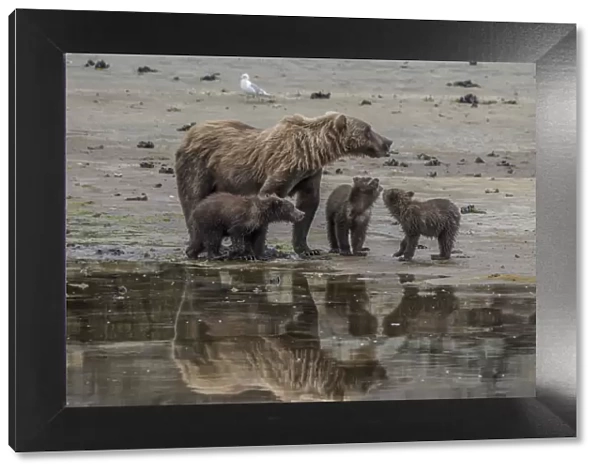 North America, USA, Alaska, Katmai National Park. Grizzly Bear mom with triplet cubs