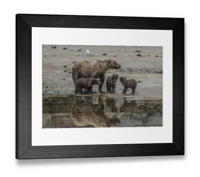 Framed Print : North America, USA, Alaska, Katmai National Park. Grizzly Bear mom with triplet cubs Framed Print : North America, USA, Alaska, Katmai National Park. Grizzly Bear mom with triplet cubs