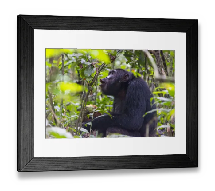 Framed Print : Chimpanzee eating wild jackfruit, Kibale National Park, Uganda Framed Print : Chimpanzee eating wild jackfruit, Kibale National Park, Uganda