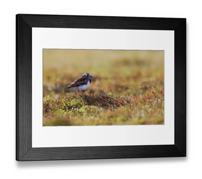 Framed Print : Ruddy Turnstone on the Arctic Tundra Framed Print : Ruddy Turnstone on the Arctic Tundra