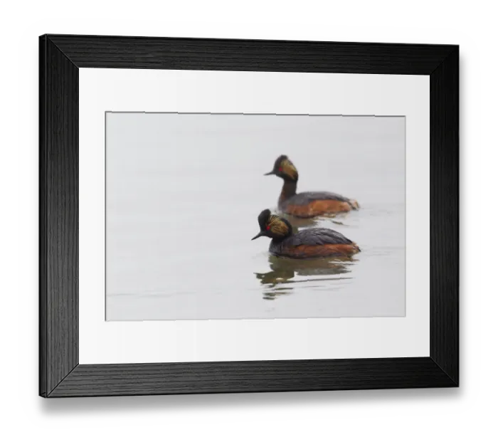 Framed Print : Eared Grebe Pair Framed Print : Eared Grebe Pair