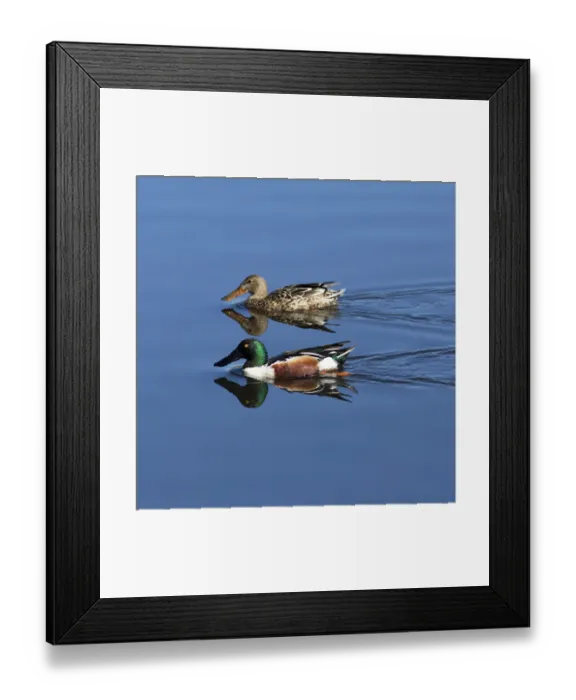 Framed Print : USA, California. Mated pair of ring-necked ducks swimming Framed Print : USA, California. Mated pair of ring-necked ducks swimming