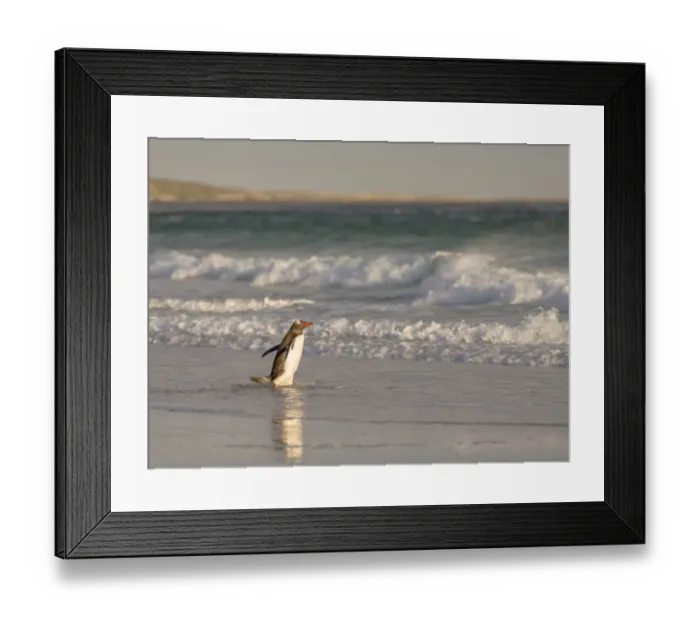 Framed Print : Gentoo Penguin (Pygoscelis papua), Falkland Islands. South America, Falkland Islands Framed Print : Gentoo Penguin (Pygoscelis papua), Falkland Islands. South America, Falkland Islands