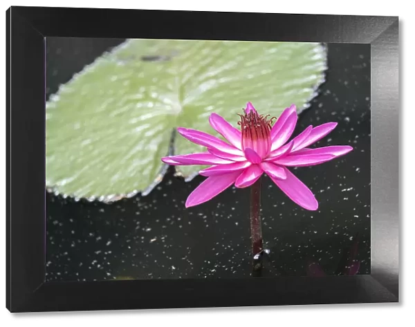 Tropical Night-flowering Waterlily, USA