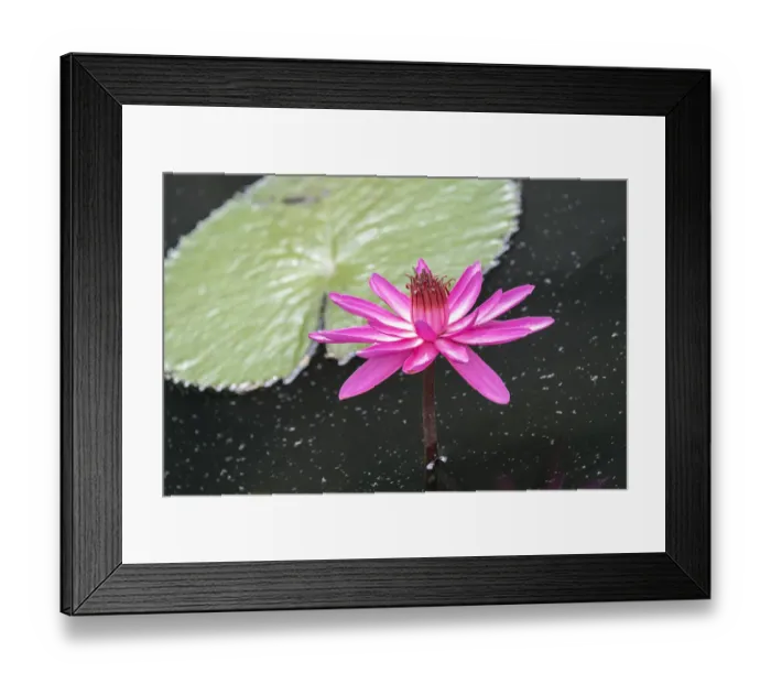 Framed Print : Tropical Night-flowering Waterlily, USA Framed Print : Tropical Night-flowering Waterlily, USA