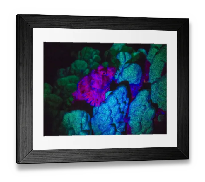 Framed Print : Scorpionfish, Dusk Fluorescing, Red Sea, Egypt, Middle East Framed Print : Scorpionfish, Dusk Fluorescing, Red Sea, Egypt, Middle East