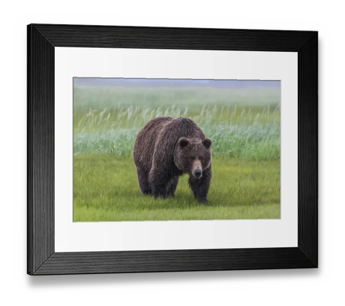 Framed Print : North America, USA, Alaska, Katmai National Park, Hallo Bay. Coastal Brown Bear, Grizzly Framed Print : North America, USA, Alaska, Katmai National Park, Hallo Bay. Coastal Brown Bear, Grizzly