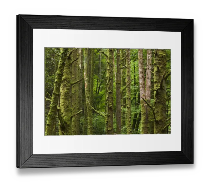 Framed Print : Ireland, County Kerry, Ring of Kerry, Killarney, Killarney National Park, moss covered Framed Print : Ireland, County Kerry, Ring of Kerry, Killarney, Killarney National Park, moss covered